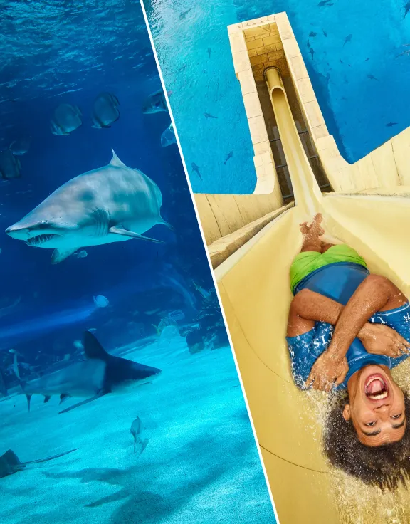 Dubai Aquarium & Aquaventure Waterpark - Combo Tickets